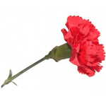 carnation
